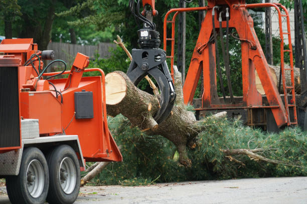 Best Storm Damage Tree Cleanup  in Kelseyville, CA